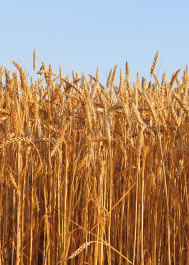 Wheat