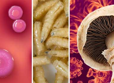 Good, bad and ugly microbes