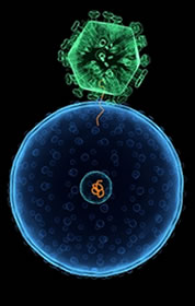 Viruses | Microbe Magic