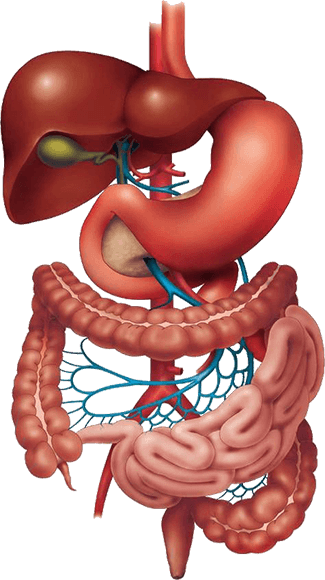 human digestive system quiz